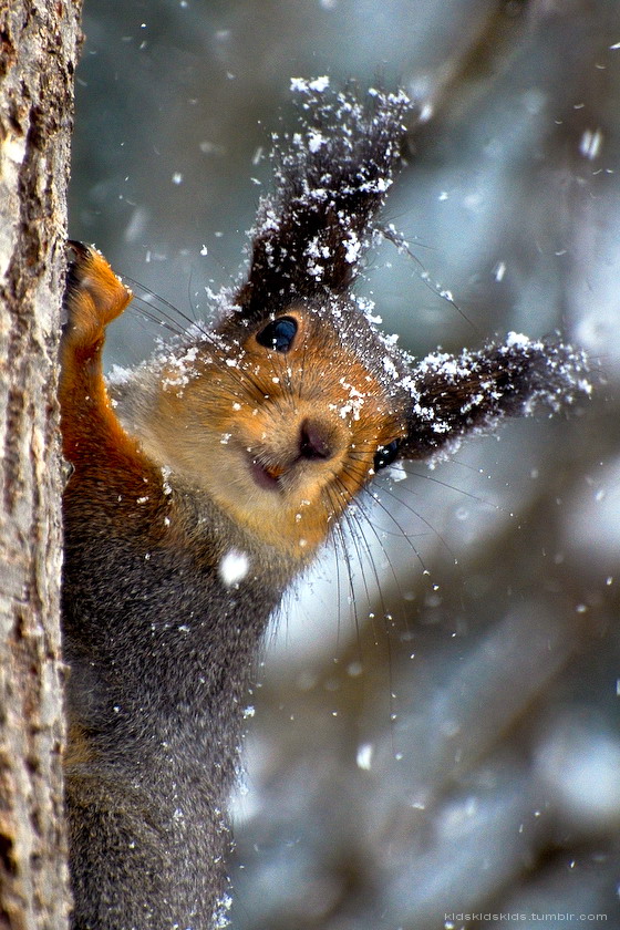 560x840, 204 Kb / белка, ствол, дерево, зима, снег