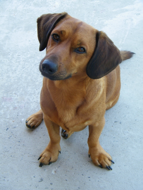 480x640, 166 Kb / собака, пес