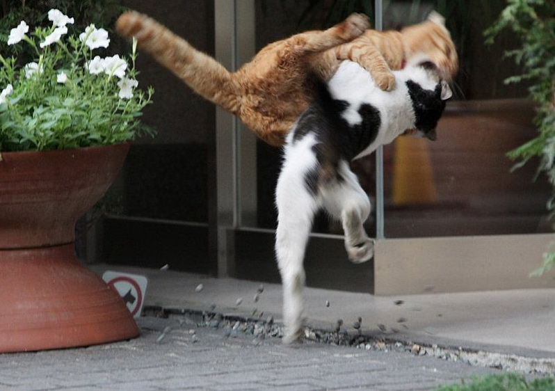 798x562, 134 Kb / коты, драка