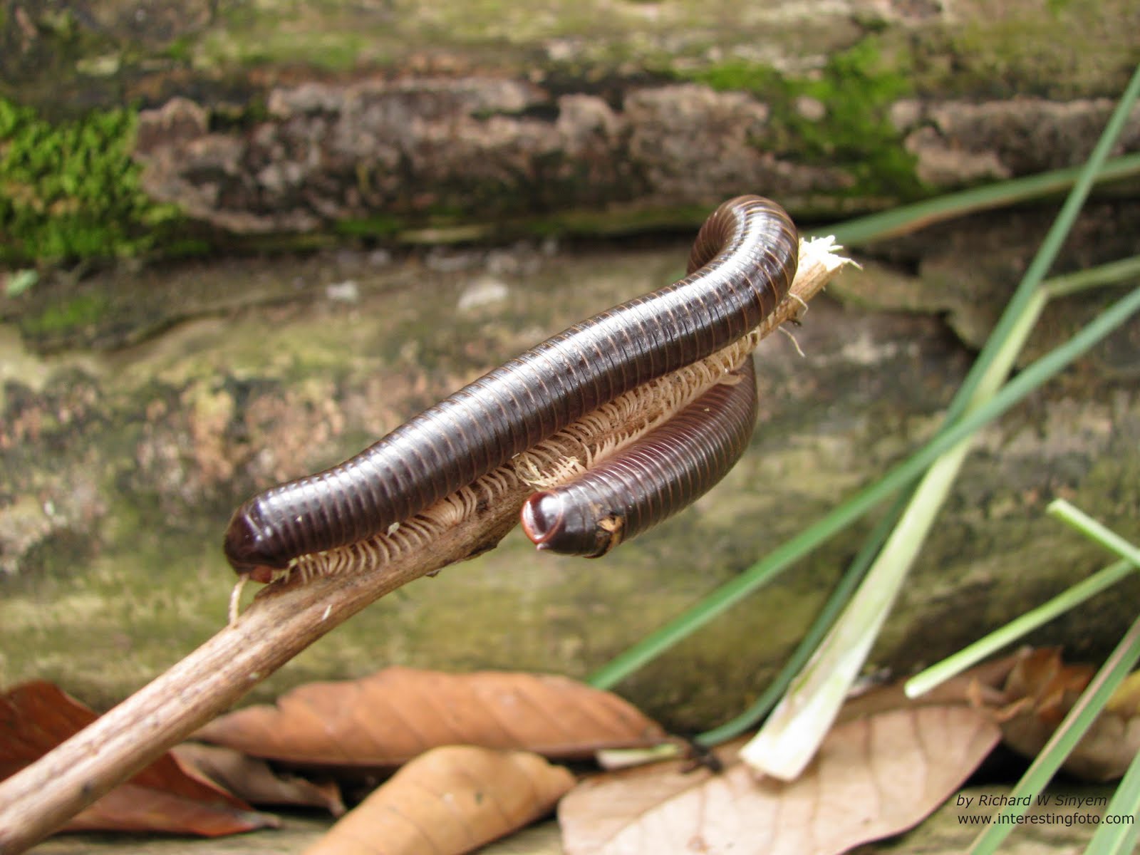 1600x1200, 160 Kb / многоножка