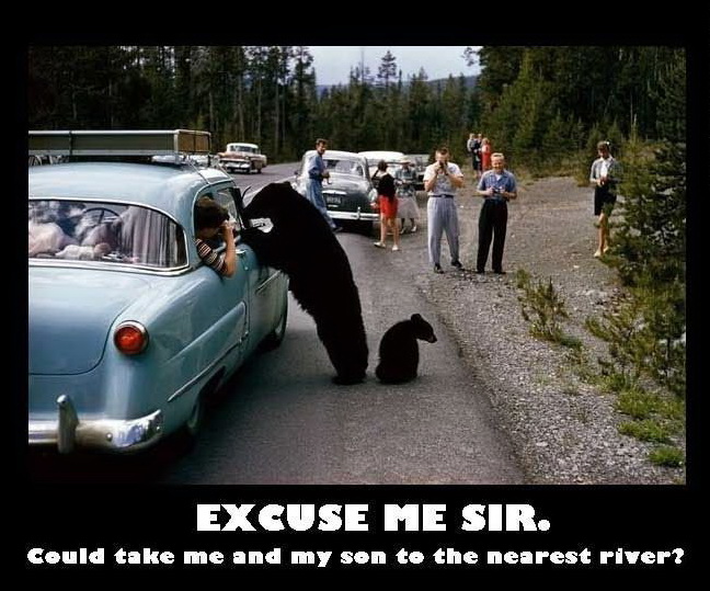 648x539, 127 Kb / медведи, авто