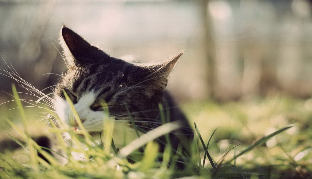 1300x747, 253 Kb / кот, трава, жуёт