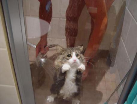 457x348, 16 Kb / кот, душ