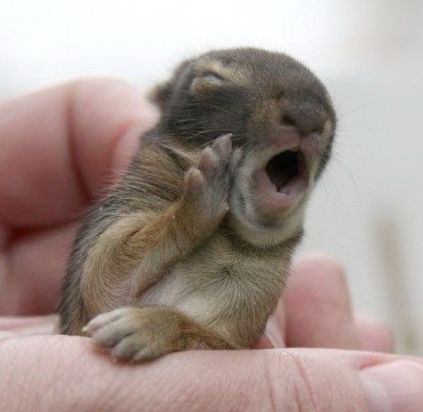 596x580, 83 Kb / хорек, хомяк, рука