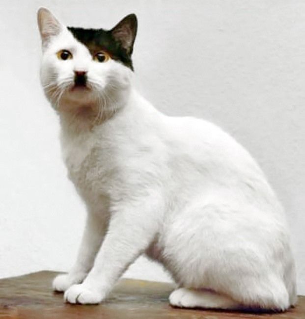 621x650, 47 Kb / кот, гитлер