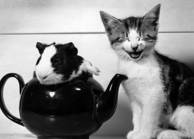 629x451, 69 Kb / кот, хомяк, чайник, ч/б