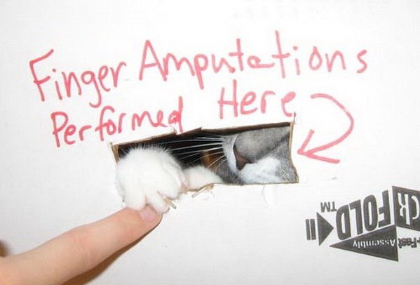 599x406, 59 Kb / кот, коробка