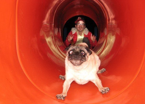 604x433, 66 Kb / пес, труба, глаза