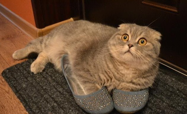 631x387, 90 Kb / кот, тапки