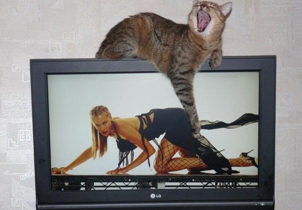 599x418, 78 Kb / тв, кот, девушка