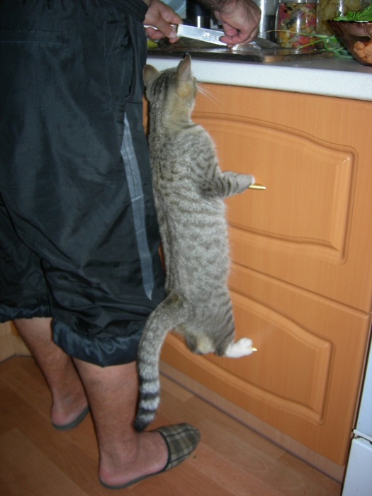 525x700, 147 Kb / кот, шкаф, кухня, ящики