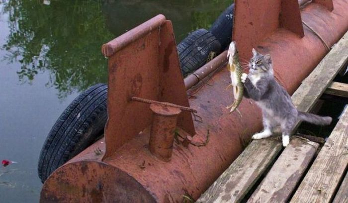 700x408, 57 Kb / кот, рыба