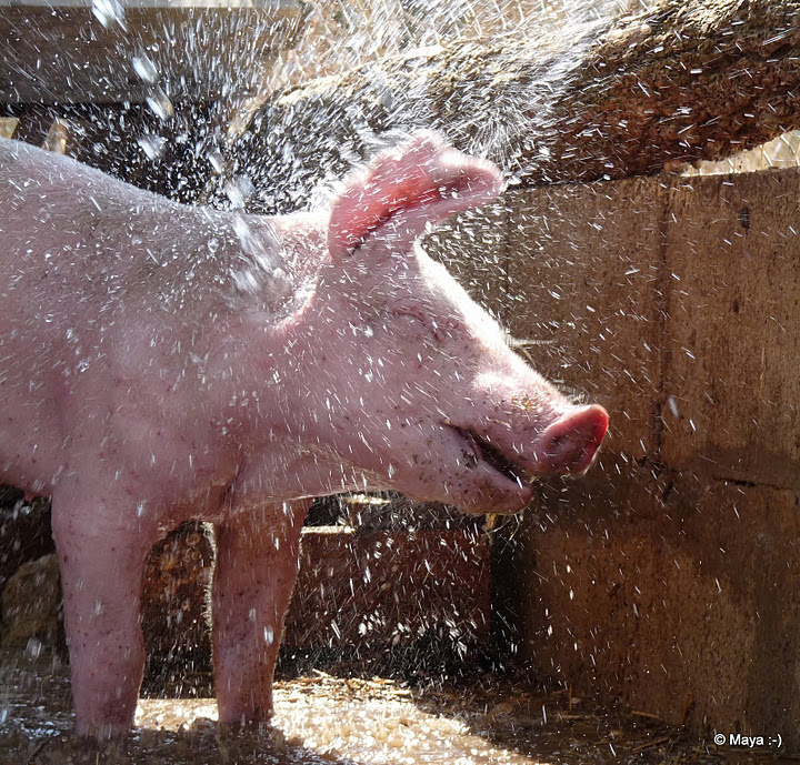 720x689, 236 Kb / свинья, вода, брызги, купание, свинище, улыбка