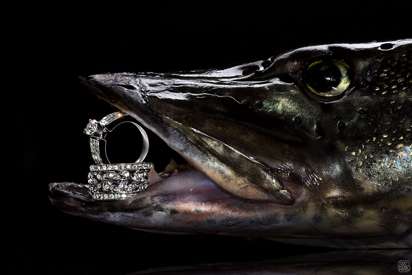 850x567, 117 Kb / рыба, щука, кольцо