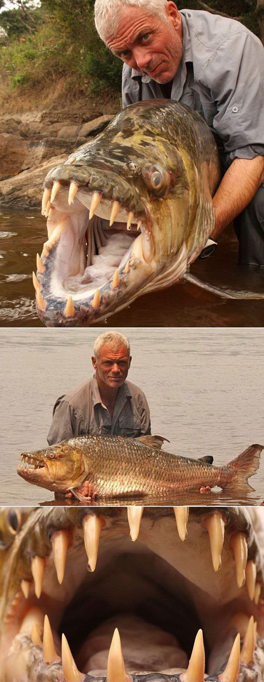 538x1389, 294 Kb / пиздец, рыба, смехуючки, неудачная рыбалка