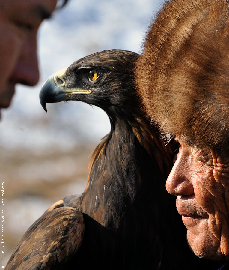 764x900, 154 Kb / ястреб, охота, шапка