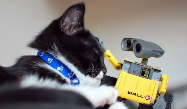 629x369, 54 Kb / кот, Валли