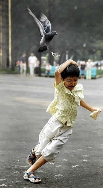 351x640, 56 Kb / голубь, атака