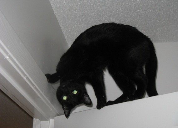 570x409, 40 Kb / кот, дверь, поворот