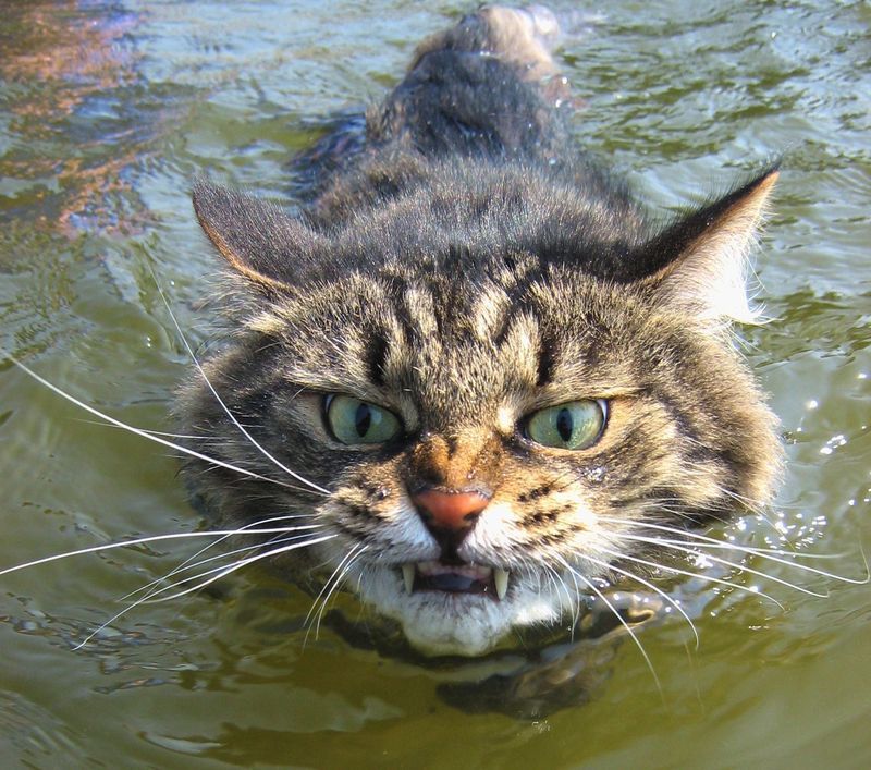 800x707, 132 Kb / котэ,злой,вода
