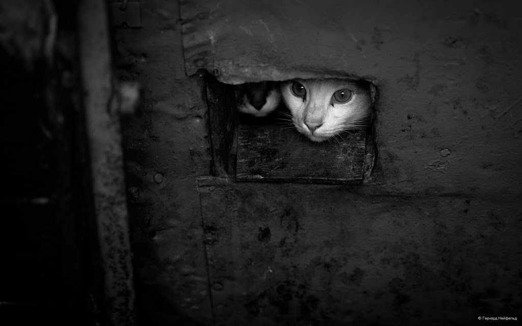 1024x640, 68 Kb / коты, камера, ч/б