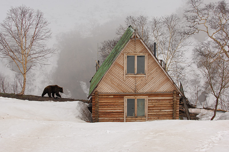 800x532, 236 Kb / лес, изба