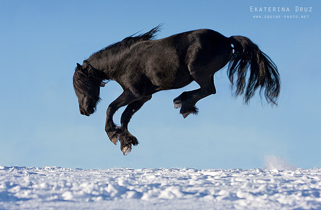 650x425, 129 Kb / конь, снег, мышкует