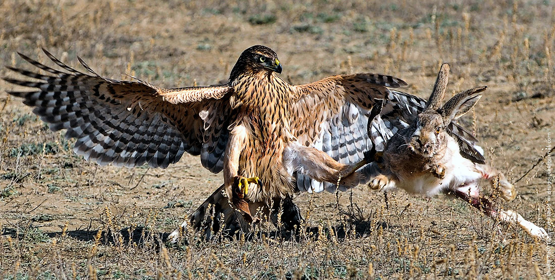 1100x555, 271 Kb / заяц, орел