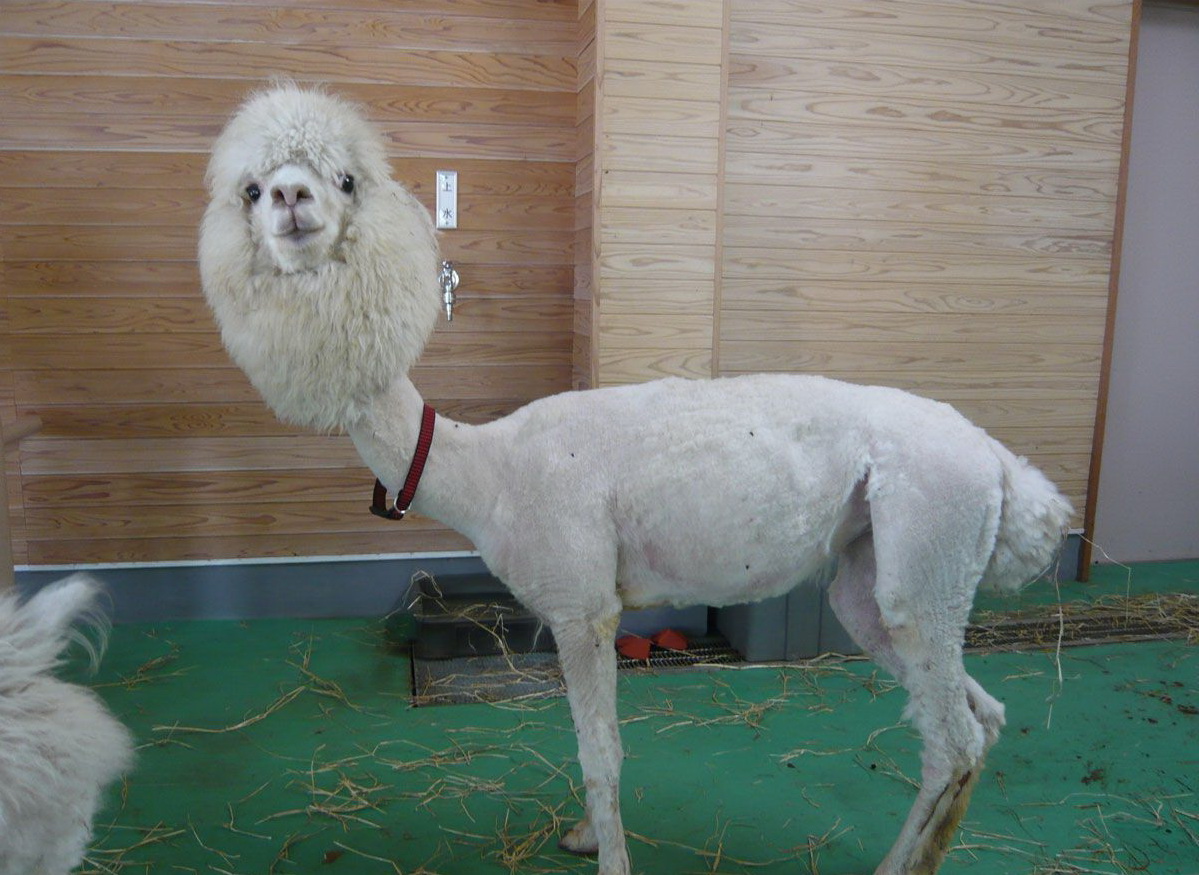 1199x875, 291 Kb / овца, стрижка, лама