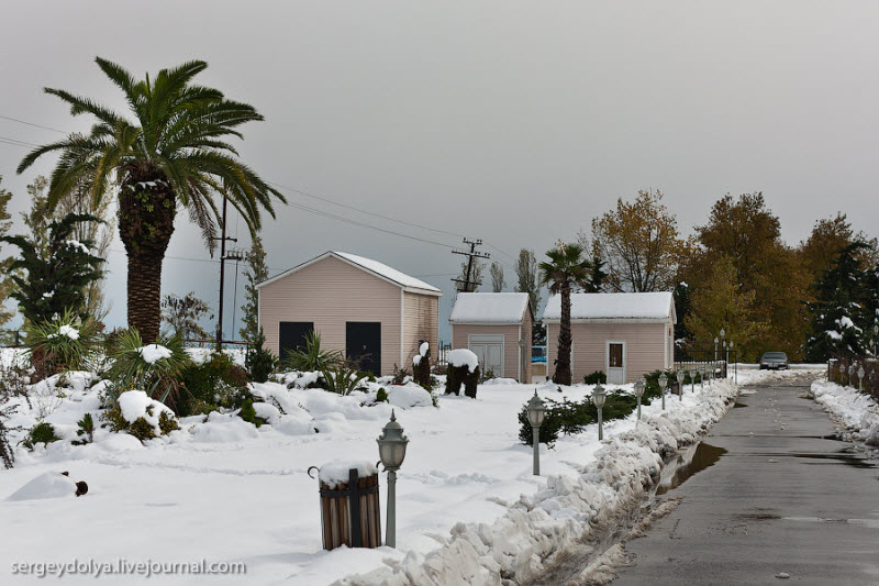 800x533, 106 Kb / субтропики,пальма