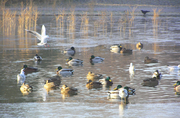 700x461, 237 Kb / утки, утро, пруд, лед