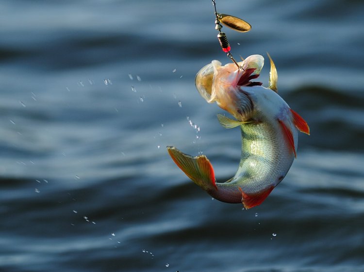 750x562, 68 Kb / рыбалка, окунь, осень