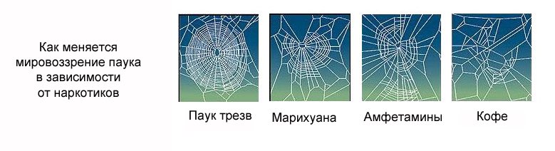 779x212, 40 Kb / паук, паутина