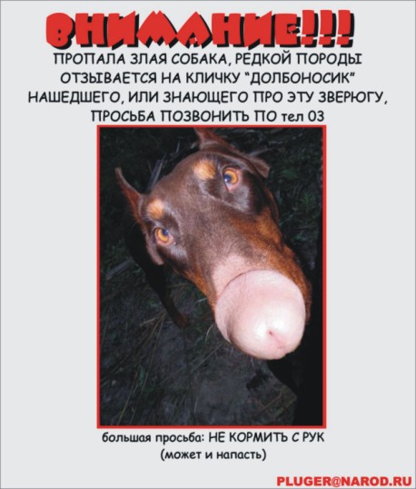 458x539, 52 Kb / собака, член