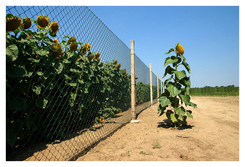 840x572, 153 Kb / подсолнух, забор, сетка, свобода