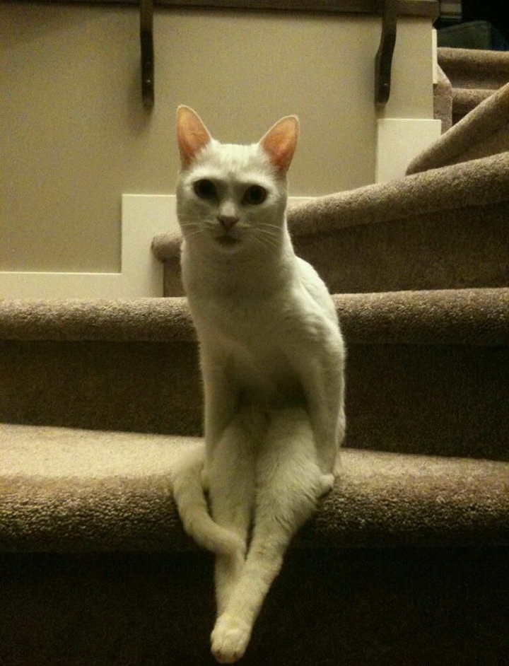 720x942, 173 Kb / кошка, лестница, кот