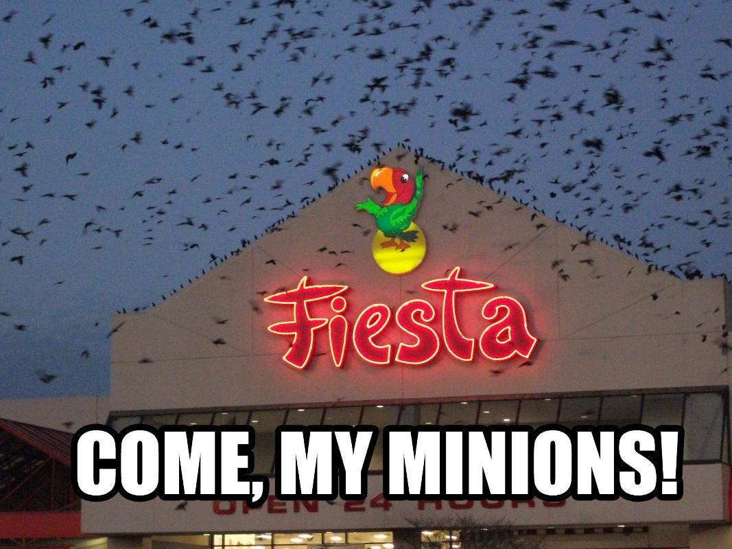 1067x800, 152 Kb / попугай, птицы, слуги, фиеста