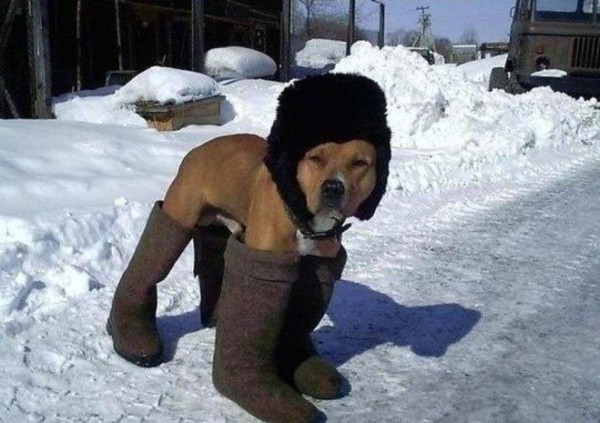 600x423, 68 Kb / собаке, ушанка