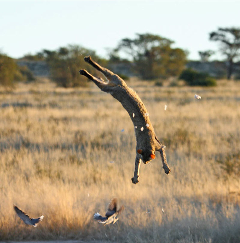 800x810, 88 Kb / кот, охота