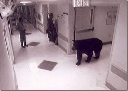 500x355, 22 Kb / сюрприз, медведь