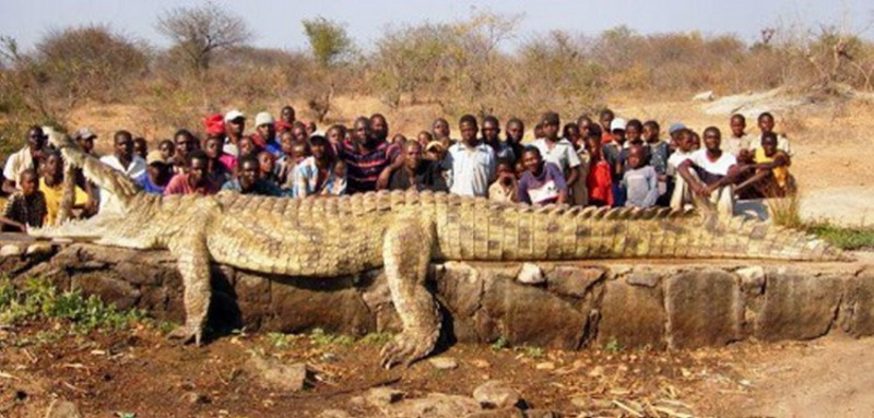 800x383, 142 Kb / крокодил