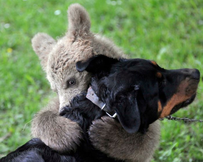 700x559, 57 Kb / пес и медведь