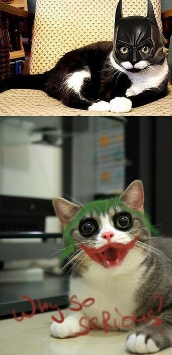 570x1173, 88 Kb / кот, бетман, джокер