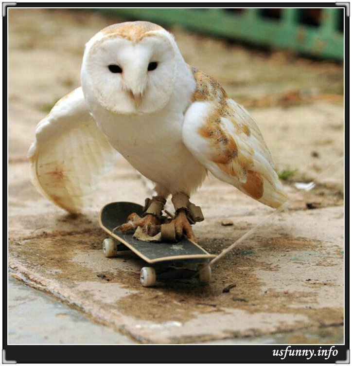 724x752, 112 Kb / сова, скейтборд