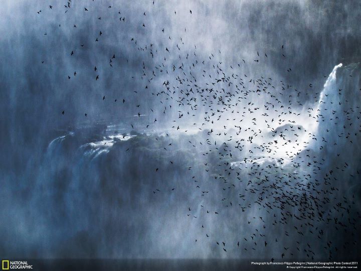 720x540, 60 Kb / водопад, птицы, Аргентина