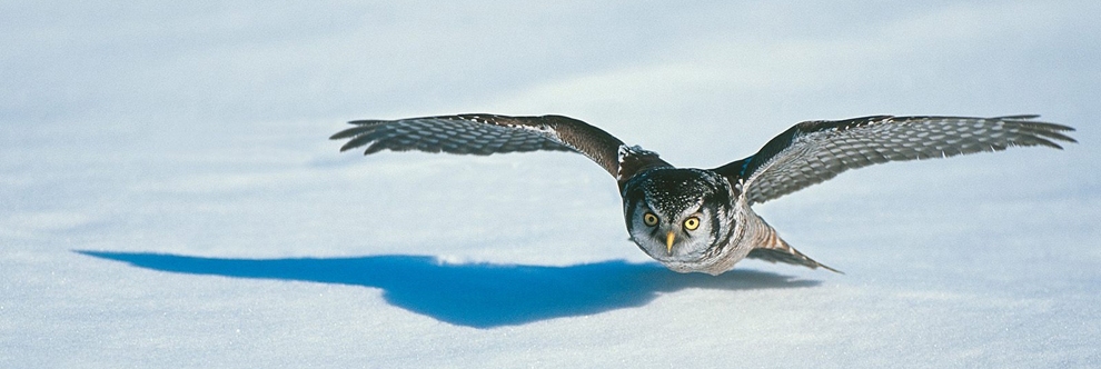 990x332, 190 Kb / снег, полет