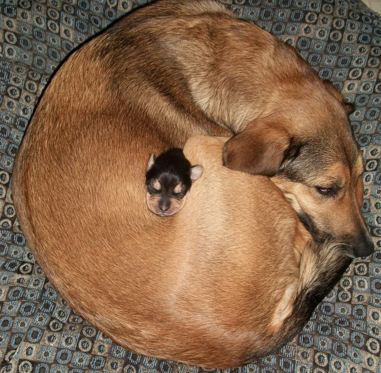 750x734, 283 Kb / собака, щенок, ковер, сон