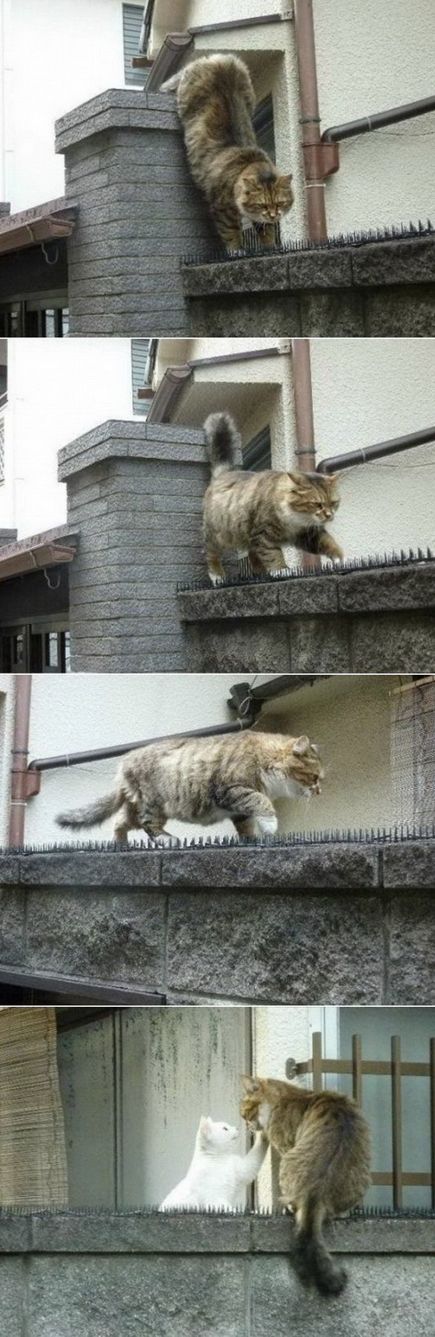 488x1498, 288 Kb / кот, кошка, забор, роман, любовь