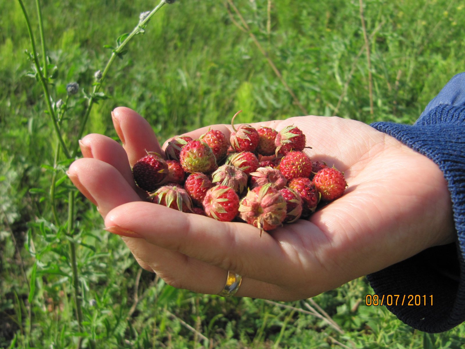 1600x1200, 285 Kb / ягода, рука, земляника, лето