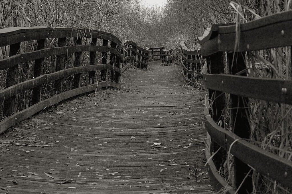 1024x682, 228 Kb / дорога, ч/б, изгородь